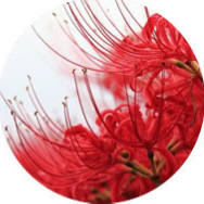 rojo vestidos de dama de honor