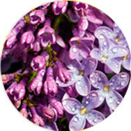 MORADO VESTIDOS DE DAMA DE HONOR