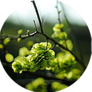 VERDE VESTIDOS DE DAMA DE HONOR