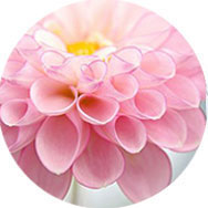 rosas vestidos de dama de honor